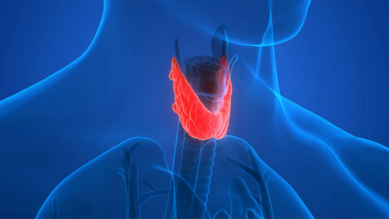 Thyroid Gland